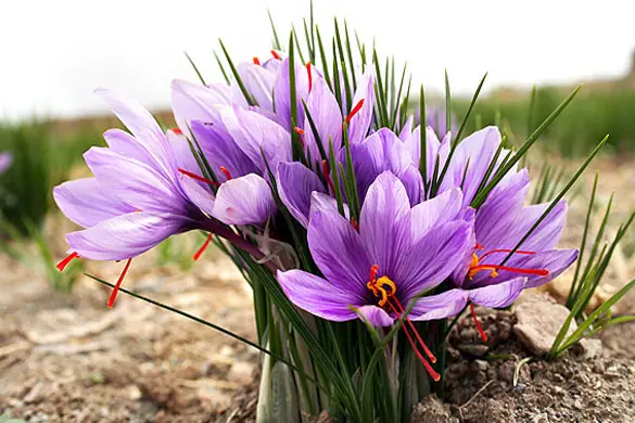 Origin History Saffron