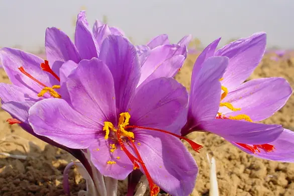 saffron quality2